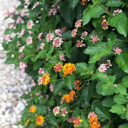 Shell House, Casa Con Ampio Giardino A 100m Dal Mare *